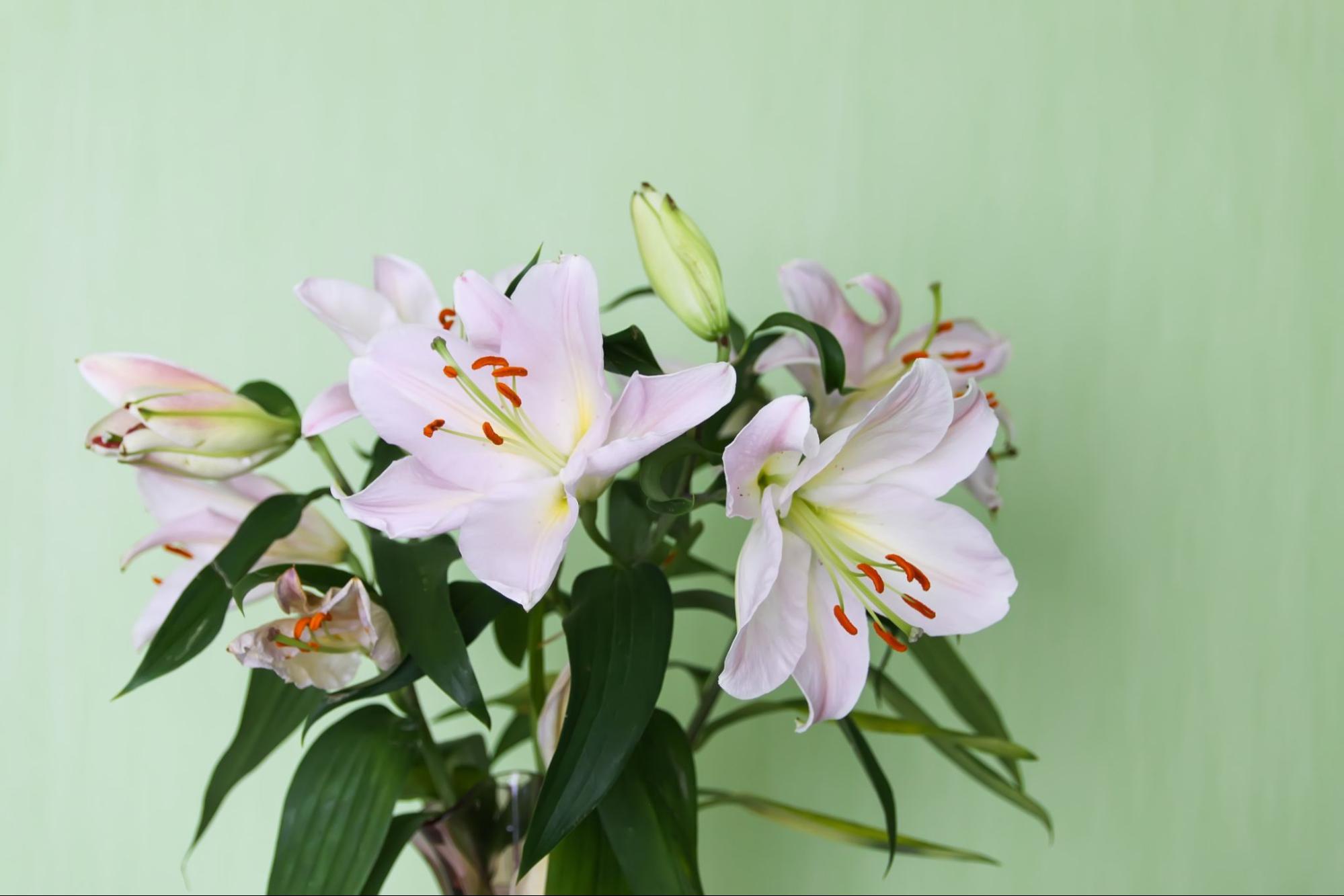 5 Facts To Know About Your Bouquet of Fresh Lily Flowers